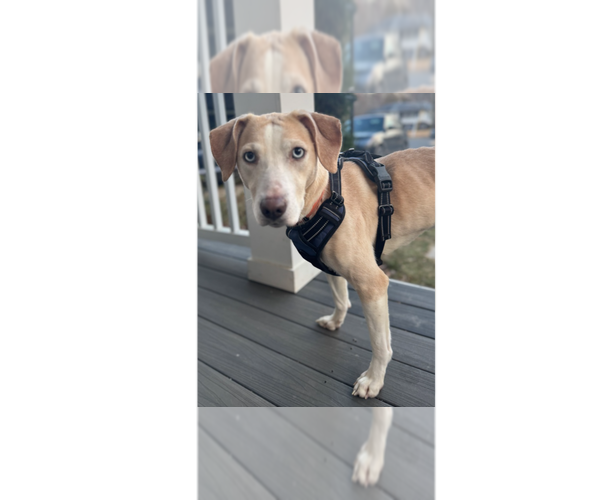 Medium Photo #5 Labrador Retriever-Unknown Mix Puppy For Sale in Greenbelt, MD, USA