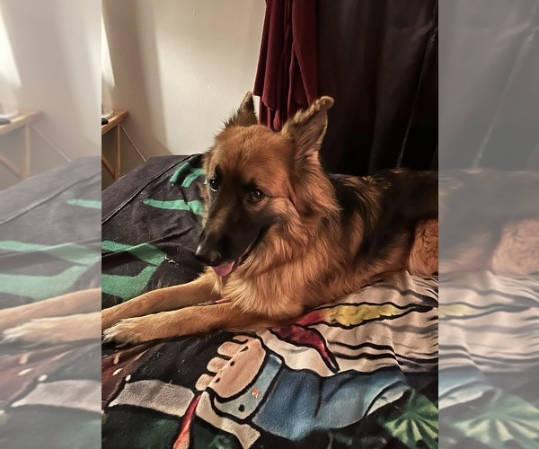 Medium Photo #16 German Shepherd Dog Puppy For Sale in LA FAYETTE, NY, USA