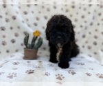 Small #3 Shih-Poo