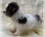 Small #3 Yorkshire Terrier