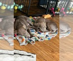 Small Weimaraner