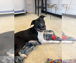 AC - Donny - Male Lab-Pointer Dog for Adoption - Photo #17