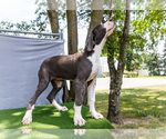 Small Photo #4 Great Dane Puppy For Sale in WAKARUSA, IN, USA