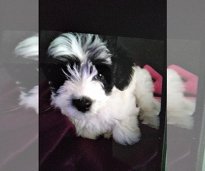 Zuchon Puppy for sale in SAGINAW, MI, USA