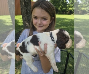 English Springer Spaniel Puppy for Sale in GREELEY, Kansas USA