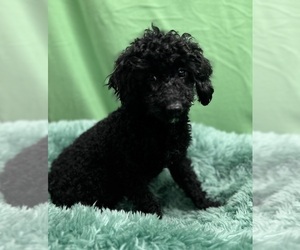 Poodle (Miniature) Puppy for sale in DUNDEE, OH, USA