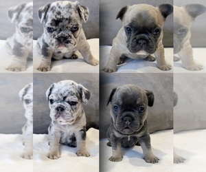 French Bulldog Puppy for sale in WARREN, MI, USA
