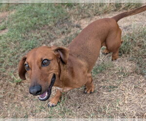 Winston in LA - Male Dachshund Dog for Adoption - Photo #6