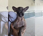Small #2 Chihuahua Mix