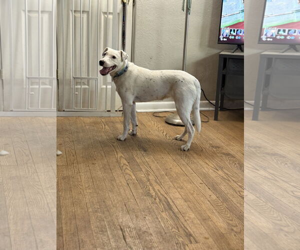 Medium Photo #1 Mutt Puppy For Sale in Aurora, CO, USA