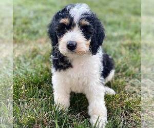 Bernedoodle Puppy for sale in CONESTOGA, PA, USA