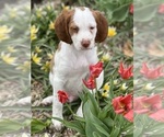 Small Brittany