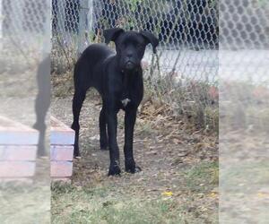 American Bulldog-Unknown Mix Dogs for adoption in San Antonio, TX, USA