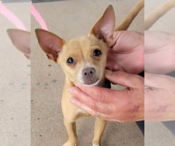 Medium Photo #1 Chihuahua-Unknown Mix Puppy For Sale in Minneapolis, MN, USA