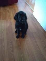 Goldendoodle Puppy for sale in PUEBLO, CO, USA