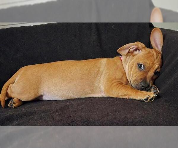 Medium Photo #3 French Bull Weiner Puppy For Sale in Los Angeles, CA, USA