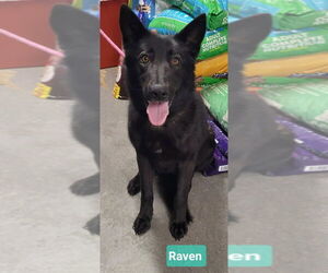 Mutt Dogs for adoption in Richmond, IN, USA