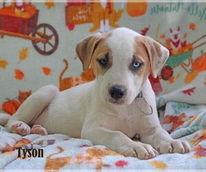 American Pit Bull Terrier-Unknown Mix Dogs for adoption in Wakefield, RI, USA