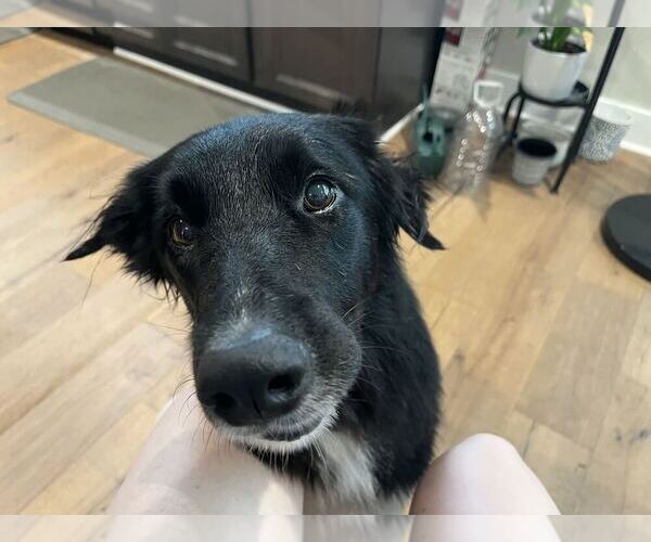 Medium Photo #2 Border Collie-Unknown Mix Puppy For Sale in Silver Spring, MD, USA