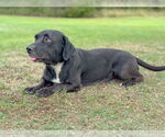 Small #5 Basset Hound-Retriever  Mix
