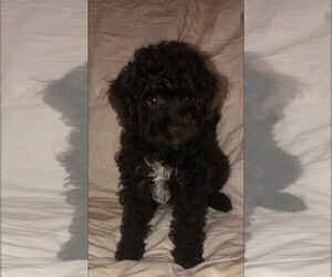 Poodle (Toy) Puppy for sale in BOGART, GA, USA