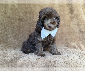 Cavapoo (Miniature) Puppy for sale in LAKELAND, FL, USA