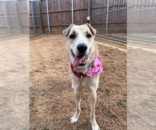 Medium Photo #2 German Shepherd Dog-Unknown Mix Puppy For Sale in Plano, TX, USA