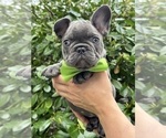 Small #2 French Bulldog