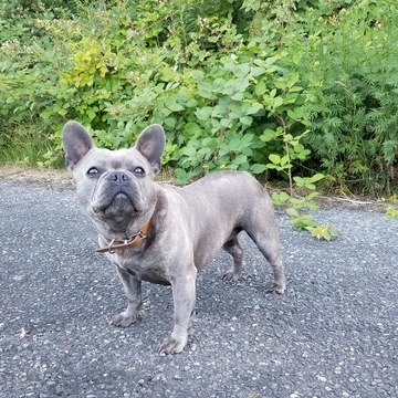 Medium Photo #1 French Bulldog Puppy For Sale in CARVER, OR, USA