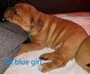 Small Photo #4 Dogue de Bordeaux Puppy For Sale in HURLOCK, MD, USA