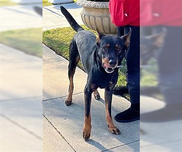 Medium Photo #2 Australian Kelpie-Unknown Mix Puppy For Sale in Dana Point, CA, USA