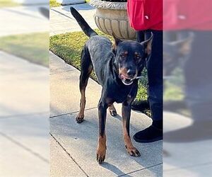 Nobel - Male Australian Kelpie-Unknown Mix Dog for Adoption - Photo #2