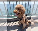 Small #27 Goldendoodle
