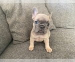 Small Photo #4 French Bulldog Puppy For Sale in COTATI, CA, USA