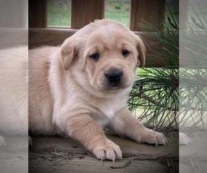 Labrador Retriever Puppy for sale in AUGUSTA, WI, USA