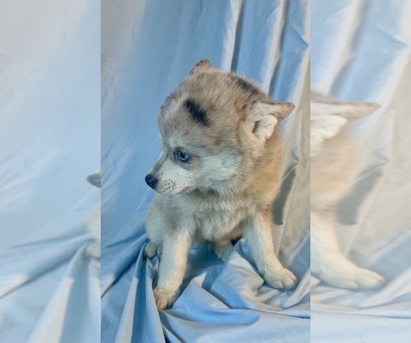 Medium Photo #7 Pomsky-Shiba Inu Mix Puppy For Sale in NASHUA, NH, USA