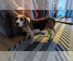 Small Photo #3 Beagle Puppy For Sale in Minneapolis, MN, USA