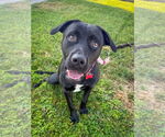 Small #3 Labrador Retriever Mix
