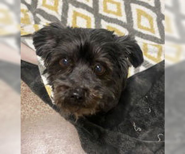 Medium Photo #1 Mutt Puppy For Sale in Salinas, CA, USA