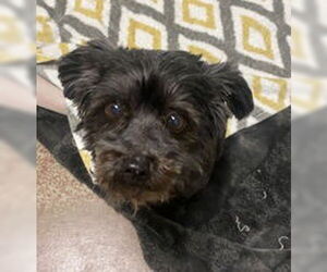 Mutt Dog for Adoption in Salinas, California USA