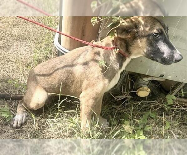 Medium Photo #1 German Shepherd Dog-Unknown Mix Puppy For Sale in Houston, TX, USA