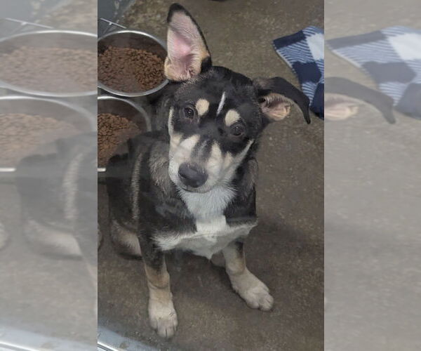 Medium Photo #4 Scottish Collisky Puppy For Sale in Evansville, IN, USA