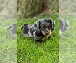 Small #2 Dachshund