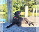 Small #3 Labrador Retriever Mix