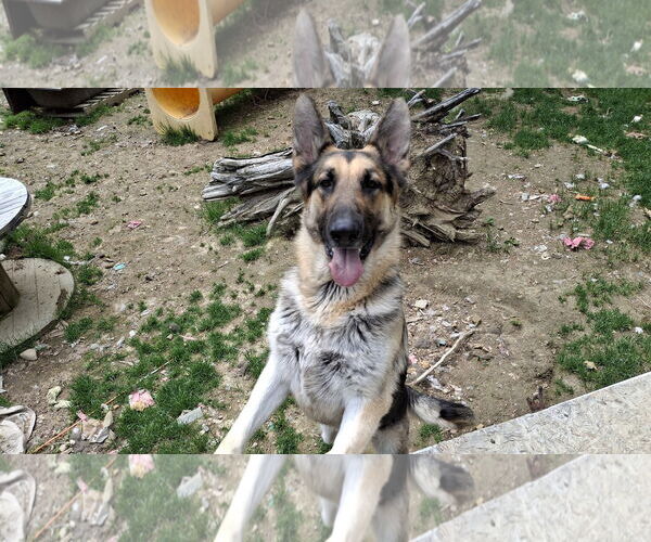 Medium Photo #6 German Shepherd Dog Puppy For Sale in Sebec, ME, USA