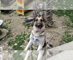 Small #5 German Shepherd Dog