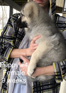 Medium Photo #16 German Shepherd Dog Puppy For Sale in BARTLETTSVILLE, IN, USA