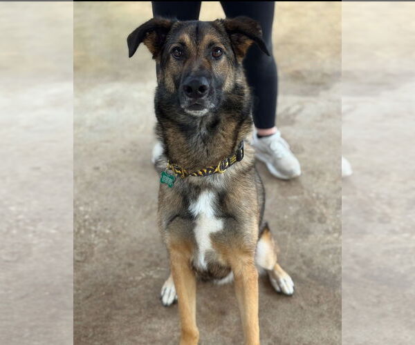 Medium Photo #2 German Shepherd Dog-Unknown Mix Puppy For Sale in Houston, TX, USA