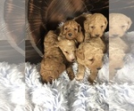 Small Photo #5 Goldendoodle (Miniature) Puppy For Sale in CRESTON, OH, USA