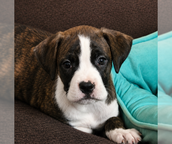 Medium Photo #1 Boxer-Unknown Mix Puppy For Sale in Sterling, MA, USA